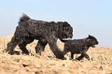 BOUVIER DES FLANDRES 172